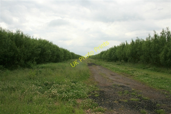 Photo 6"x4" Ride between SRC willow plantations Darlton c2008