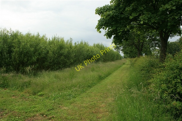 Photo 6"x4" SRC willow, field margin Darlton c2008
