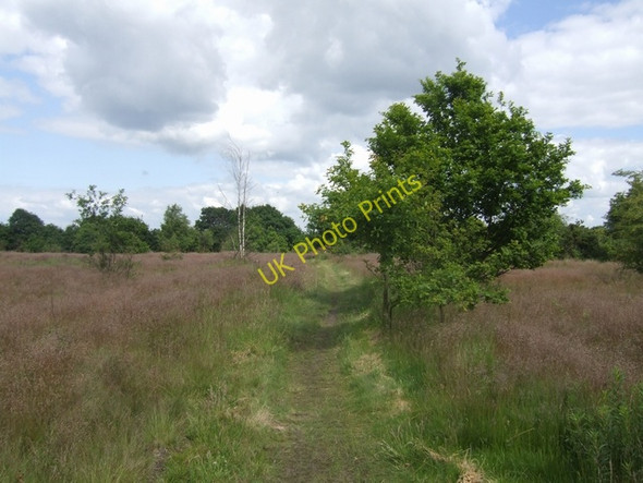 Photo 6"x4" Heathland on Pelsall Common Bloxwich c2008