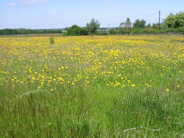 Photo 6"x4" Flower filled meadow near Deerson Farm Broomhill\/TR2458 c2008