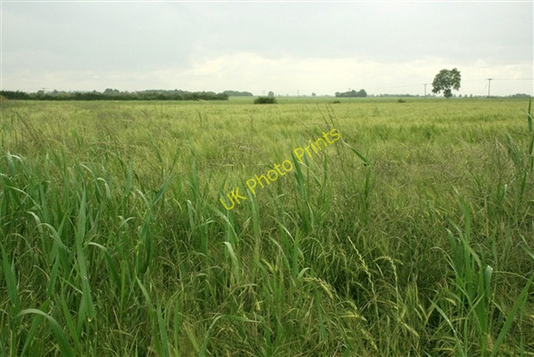 Photo 6"x4" Barley, Broadings Lane Laneham c0