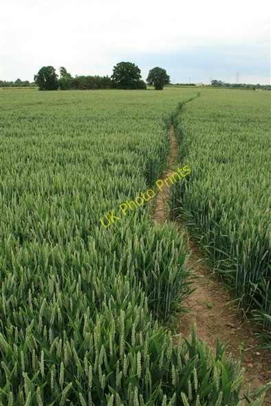 Photo 6"x4" Footpath in wheat field Church Laneham c0