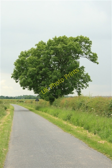 Photo 6"x4" Tree, Helenship Lane Laneham c2008