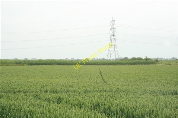Photo 6"x4" Wheat and SRC willow, Shortley's Road Church Laneham c2008