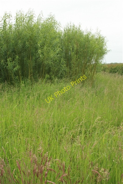 Photo 6"x4" SRC willow Church Laneham c2008