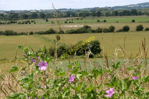 Photo 6"x4" Gathering the sheep, Longdon Marsh Longdon\/SO8336 c2008