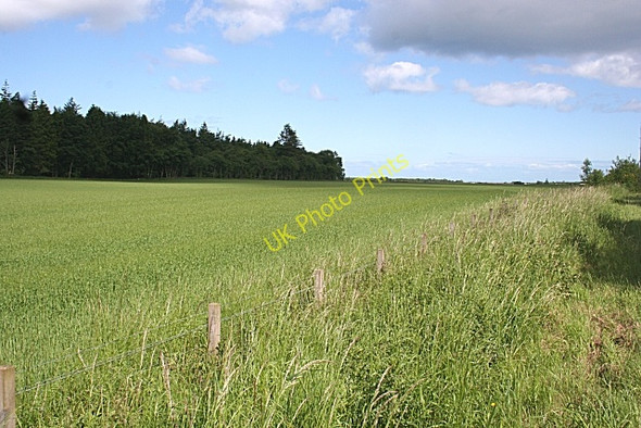 Photo 6"x4" Cereal Crop Bogmoor c2008