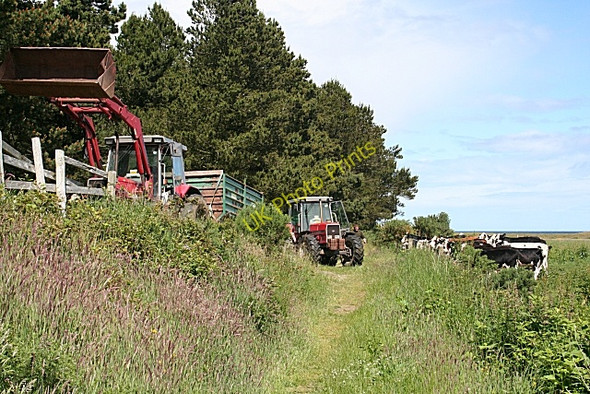 Photo 6"x4" Seeing to the Cattle Lower Auchenreath c2008
