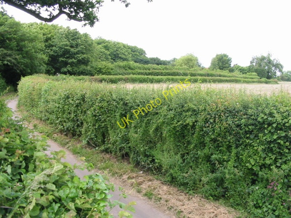 Photo 6"x4" Pay Street mapped out in hedgerows Elvington\/TR2039 c2008
