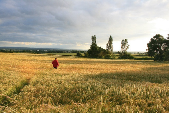 Photo 6"x4" Path Through a Field of Barley Ockbrook c2008