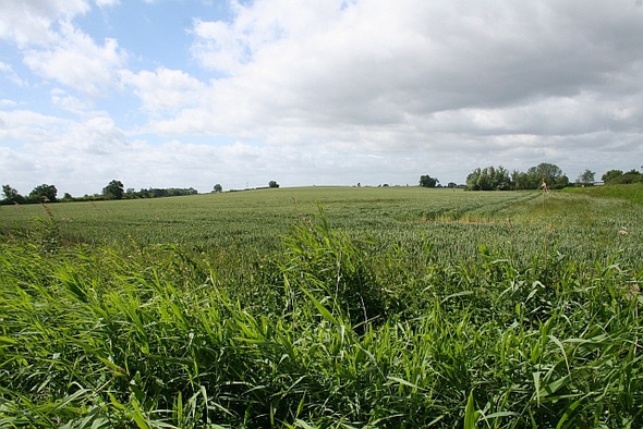 Photo 6"x4" Wheat by the A4104 Baughton c2008