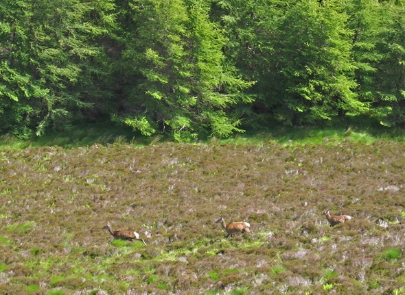 Photo 6"x4" Deer in Tote Forest Lealt\/NG5060 c2008