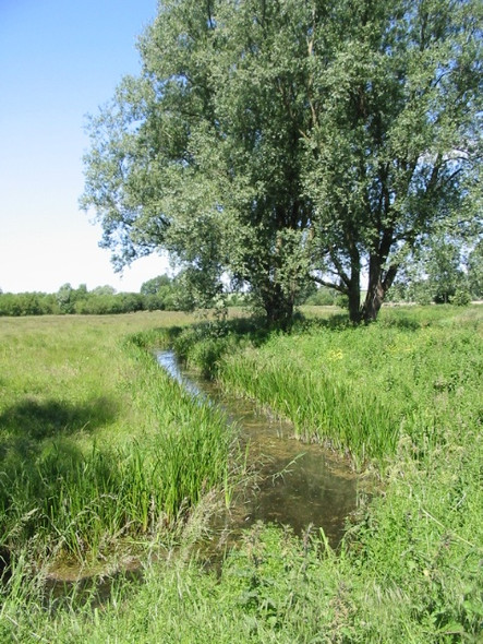 Photo 6"x4" Drainage ditch next to the Little Stour Grove Hill\/TR2360 c2008