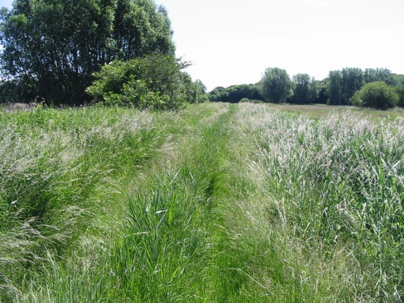 Photo 6"x4" View along an overgrown track towards the Little Stour Grove Hill\/TR2360 c2008