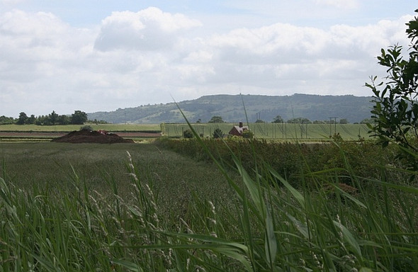 Photo 6"x4" Wheat Field Baughton c2008