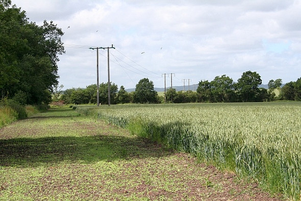 Photo 6"x4" Field margin and power lines Baughton c2008