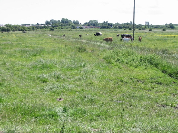 Photo 6"x4" Cattle grazing near the Little Stour Grove\/TR2361 c2008