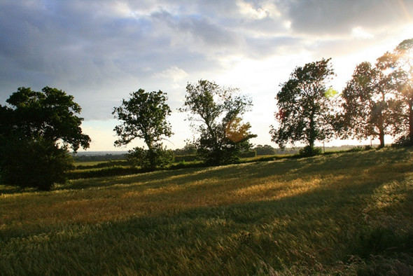 Photo 6"x4" Barley Field Shaded by Trees Ockbrook c2008