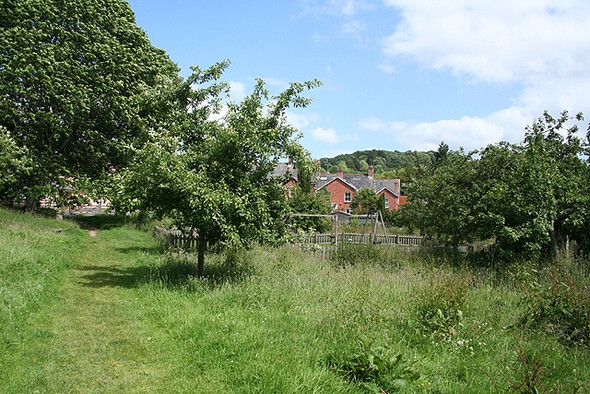 Photo 6"x4" Lustleigh: Lustleigh Orchard Lustleigh c2008