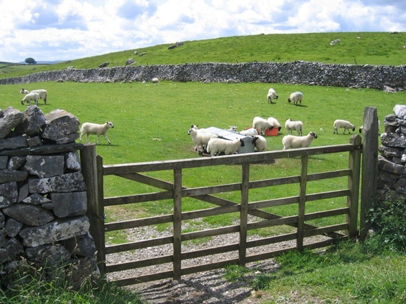 Photo 6"x4" Gate and lambs alongside Fell Lane Cold Cotes\/SD7171 c2008