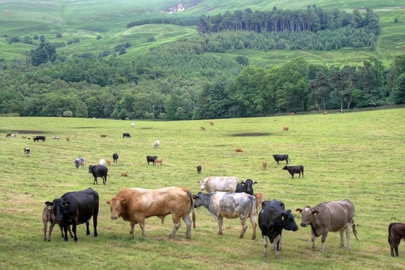 Photo 6"x4" Nab Farm Fields Kepwick c2008