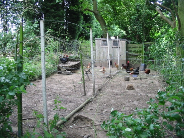 Photo 6"x4" Chickens in the woods Coombe\/TR2957 c2008