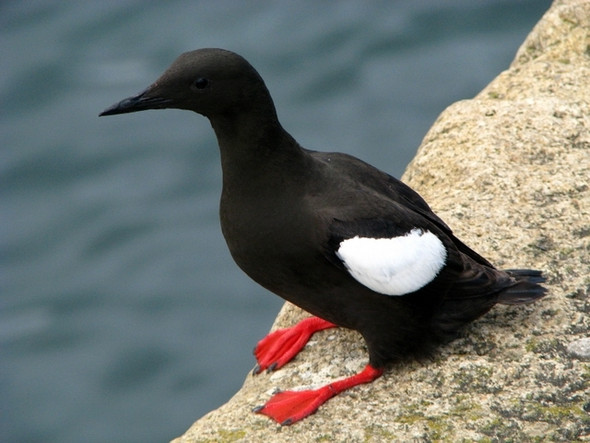 Photo 6"x4" Black Guillemots, Bangor [6] Bangor\/J5081 c2008