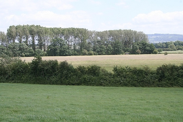 Photo 6"x4" Trees lining Smithmoor Common Green Street\/SO8740 c2008