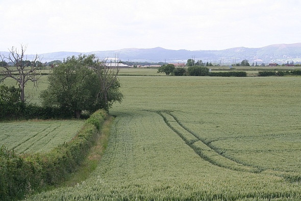 Photo 6"x4" Wheat fields Baughton c2008