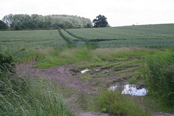 Photo 6"x4" Wheel paths in wheat field Baughton c2008