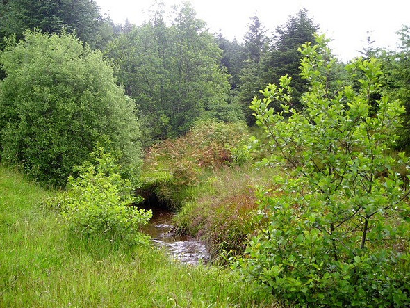 Photo 6"x4" Tighanes Burn Near Strathyre Ardchullarie More c2008