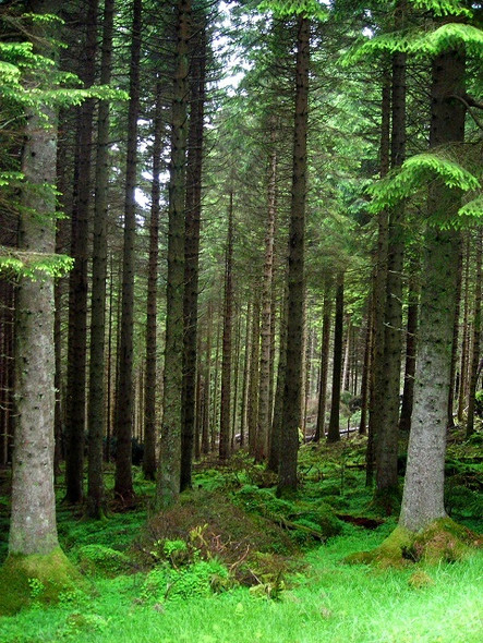 Photo 6"x4" Strathyre Forest Strathyre\/NN5617 c2008