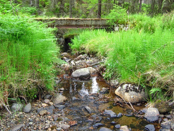 Photo 6"x4" Alltcailleach Forest Ballater c2008