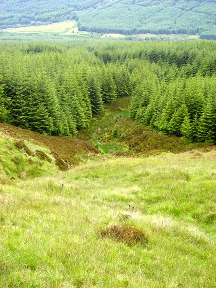 Photo 6"x4" Hillside Above Forest on Meall nan Oighreag Strathyre\/NN5617 c2008