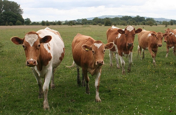 Photo 6"x4" Cattle on Smitmoor Common. Green Street\/SO8740 c2008