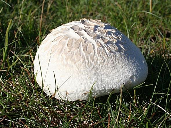 Photo 6"x4" Fungus, possibly Horse Mushroom Kingston\/NJ3365 c2008