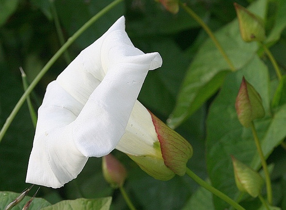 Photo 6"x4" Hedge Bindweed Marl Bank c2008