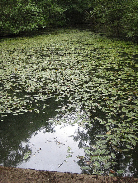 Photo 6"x4" Quiet pool, Forest of Dean Cannop c2008