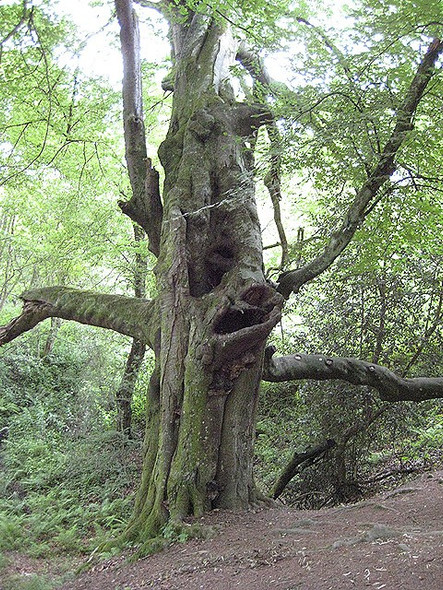 Photo 6"x4" Grotesque beech, Forest of Dean Worrall Hill c2008