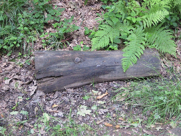 Photo 6"x4" Whale-like log, Forest of Dean Cannop c2008