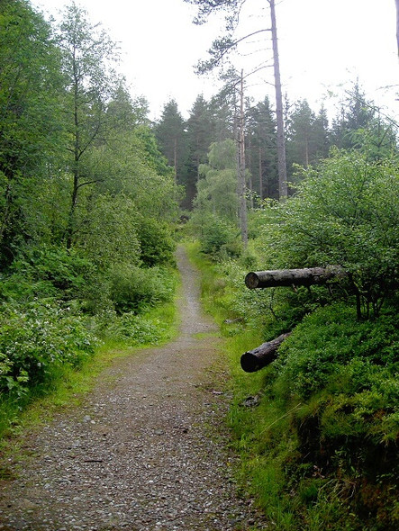 Photo 6"x4" Footpath in Strathyre Forest Strathyre\/NN5617 c2008