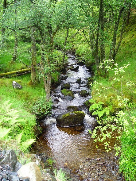 Photo 6"x4" Tighanes Burn in Strathyre Forest Strathyre\/NN5617 c2008