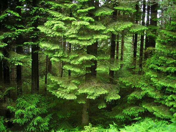 Photo 6"x4" Strathyre Forest Strathyre\/NN5617 c2008
