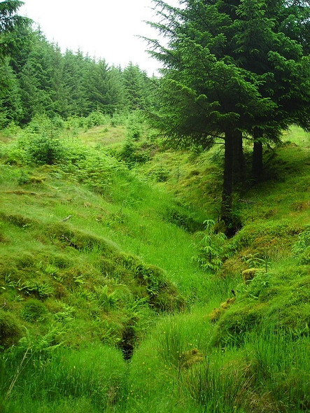 Photo 6"x4" Burn in Strathyre Forest Strathyre\/NN5617 c2008