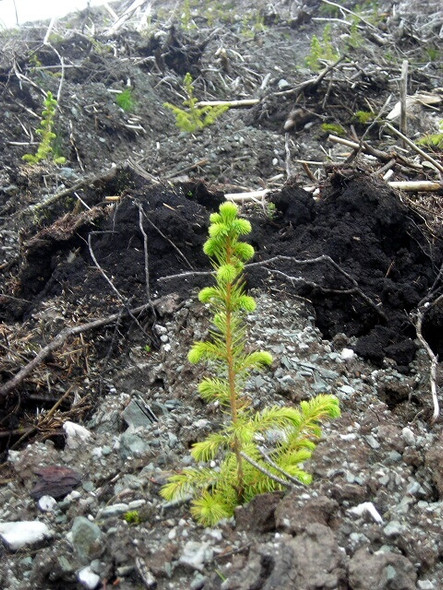 Photo 6"x4" Newly Planted Conifers in Strathyre Forest Kingshouse c2008