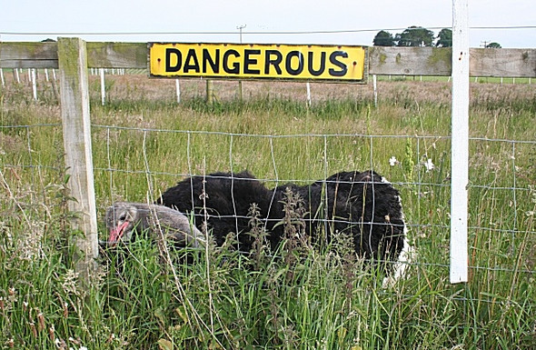 Photo 6"x4" It Means What It Says Lochhill\/NJ2964 c2008