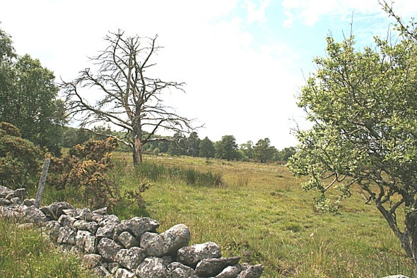 Photo 6"x4" Looking Towards Buinach Hill Kellas\/NJ1754 c2008