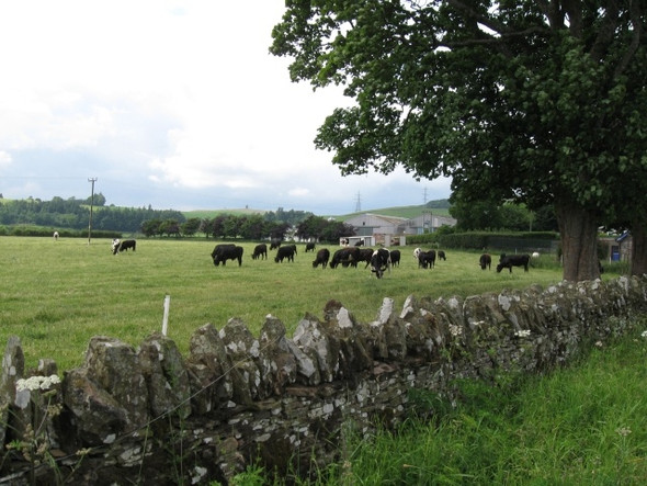 Photo 6"x4" Cattle and buildings, Scotston Bonnyton\/NO3338 c2008