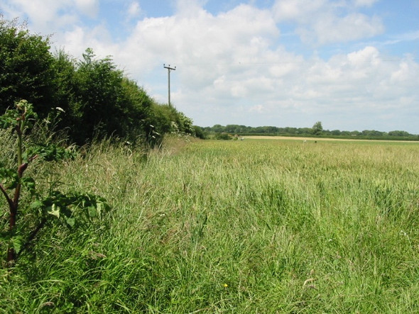 Photo 6"x4" Field boundary from Ferne Lane Chalksole c2008