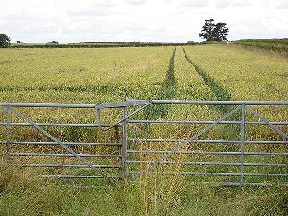 Photo 6"x4" Field of wheat beside the B4213 Deerhurst Walton c2008